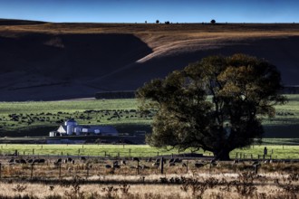 Wide field with a farm in the background, a large tree dominates the scenery at Lake Pukaki, Lake