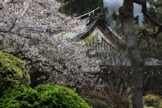 Temple with blooming cherry trees in the foreground in Yamanouchi, Yamanouchi, Japan