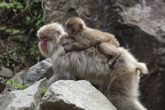 Japanese makak with baby on back in Jigokudani Yaen Koen, Yamanouchi, Nagano, Japan