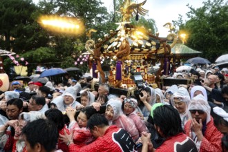 Celebrators wearing traditional clothing wear Mikoshi in the rain at Sanja Matsuri, Tokyo, Asakusa,