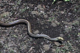 Japanese four-striped snake snaking on soil in the garden of the Imperial Palace in Tokyo, Tokyo,
