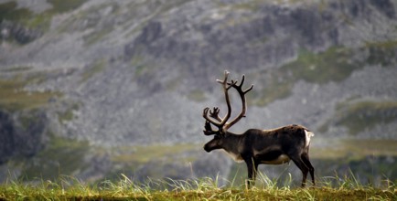 A single reindeer stands on a grassy plain in front of a rocky mountain backdrop near Hamningberg