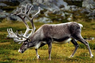 A reindeer grazes peacefully in a meadow near Hamningberg with rocks in the background