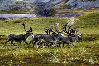 Group of reindeer moving across an open meadow near Hamningberg with rocky surroundings