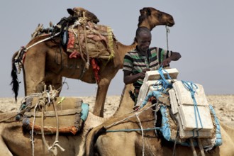 Man loads camels with salt blocks in the barren desert of Dallol, zero