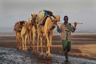 Man leading camel caravan through desert in Dallol, traditional trip, Dallol, Ethiopia