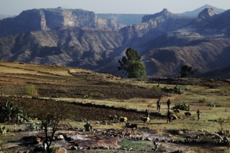 Wide fields with mountains in the background in the Debre Damo region, Debre Damo, Tigray, Ethiopia