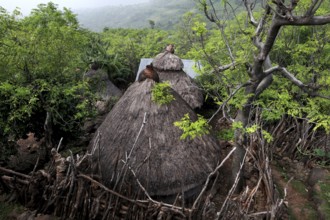A traditional hut tucked away surrounded by lush vegetation, Konso, Ethiopia