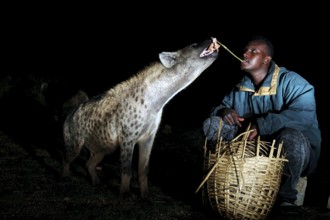 Man feeding hyena with a stick from a basket in the dark, a nocturnal ritual, Harar, Harar,