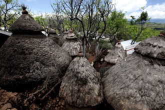 Traditional conical huts in a Konso village surrounded by lush vegetation, Konso, region, Ethiopia