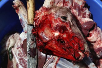 Traditional sheep slaughter as part of Easter food, Lalibela, Amhara, Ethiopia