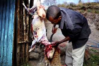 Man handles slaughtered sheep in rural area, Lalibela, Ethiopia