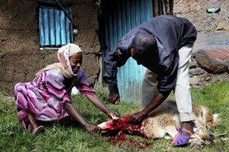 Two people slaughter a sheep in preparation for Easter dinner, Lalibela, Ethiopia