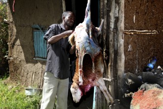 Man removes skin from slaughtered sheep, Lalibela, Ethiopia
