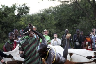 Man loses balance on cattle backs while jumping, Turmi, Ethiopia