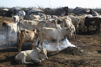 Herd of cattle in Dessanech village in Omorate with rustic ambiance, Omorate, null, Ethiopia