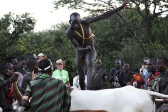 A man balances on the backs of the cattle during a bull jump ritual, Turmi, Ethiopia