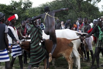 A young Hamer man jumps over cattle during a bull jump, Turmi, Ethiopia