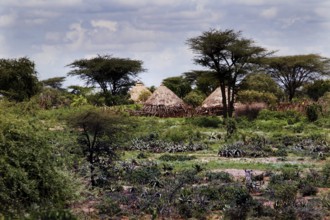 Landscape with round huts and trees in a Hamer village, Turmi, Ethiopia