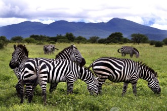 Zebras graze peacefully against picturesque mountains and green backdrop, Nech Sar National Park,