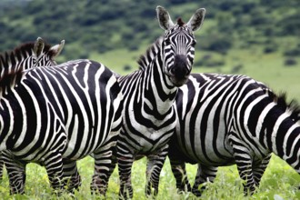 Zebras stand alert in lush green savanna, Nech Sar National Park, Ethiopia