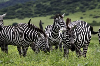 Zebra herd stands together in the lush green landscape of the park, Nech Sar National Park,
