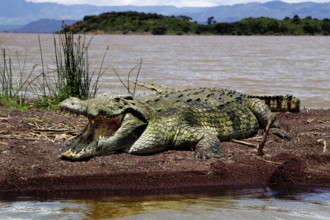 A large crocodile lies on the shores of Lake Chamo in Nech Sar National Park, Nech Sar National
