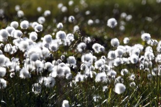 Blooming cotton grass gives the landscape a soft and peaceful atmosphere, Hardangervidda, Gausdal,