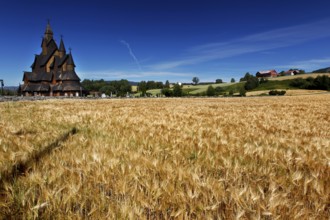 Heddal stave church in the middle of a golden field under a blue sky, Heddal, Notodden, Norway