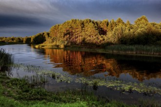 Shimmering golden trees are reflected in the calm water of a river, creating a peaceful atmosphere,