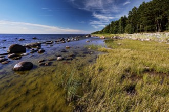 Coast near Suurpea with thick forest, stones and clear sky, Suurpea, Harju, Estonia
