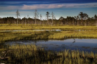Moorland with bare trees and calm water under blue sky in Lahemaa National Park, Viru, Lahemaa