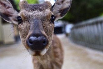 Close-up of a curious deer on a trail surrounded by nature, Miyajima, Japan