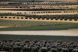 Geometric landscape with agricultural fields near Volubilis, Volubilis, Fès-Meknès, Morocco