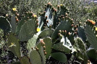 Cacti in full bloom against a rural backdrop in Volubilis, Volubilis, Fès-Meknès region, Morocco