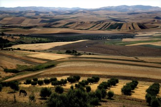 Extensive agricultural fields and hills around Volubilis in various shades of green, Volubilis,