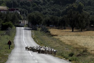 Flock of sheep moving along a road in the rural countryside of Volubilis, Volubilis, Fès-Meknès,
