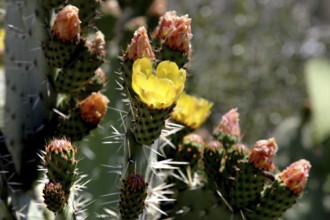 Close-up of cacti with yellow flowers in Volubilis, Volubilis, Fès-Meknès region, Morocco