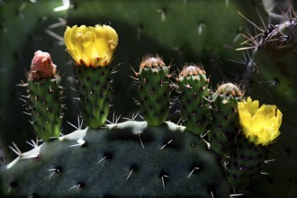 Close-up of cactus with yellow flowers and spiky details, Volubilis, null, Morocco