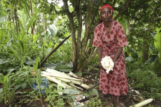 Woman working with Ensete plants, keeping harvested parts surrounded by lush vegetation, Yirga