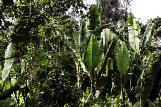 Dense vegetation with tall Ensete plants in a tropical setting, Yirga Alem, Ethiopia