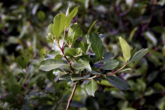 Close-up of fresh khat leaves in lush greenery, Tisissat, Ethiopia