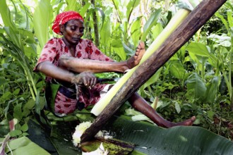 Woman processing Ensete plant sitting, traditional technique, dense vegetation surrounds her, Yirga