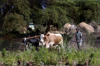 Farmer plows field with oxen in the Nile Valley surrounded by lush trees and vegetation, Tisissat,