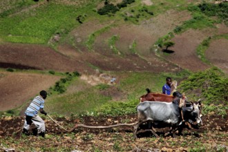Farmworkers plough a field with an ox in the green countryside along the route from Awash to Harar,