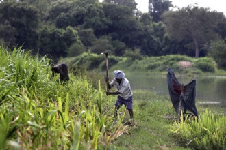 Farmer works in the field on the banks of the Nile, Tisissat, Ethiopia