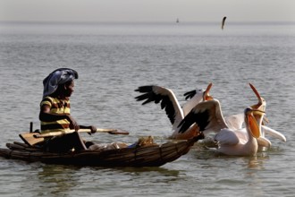 Fishermen in a papyrus boat accompanied by pelicans on Lake Tana, zero