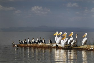 Cormorants and pelicans rest in an imposing formation at the lake, Ziway Lake, Ethiopia