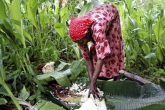 Woman wearing traditional clothing harvests Ensete, also known as fake banana, in a green field,