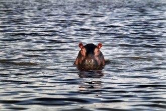 A hippopotamus looks out curiously from the water of Lake Ziway, Lake Ziway, Ethiopia